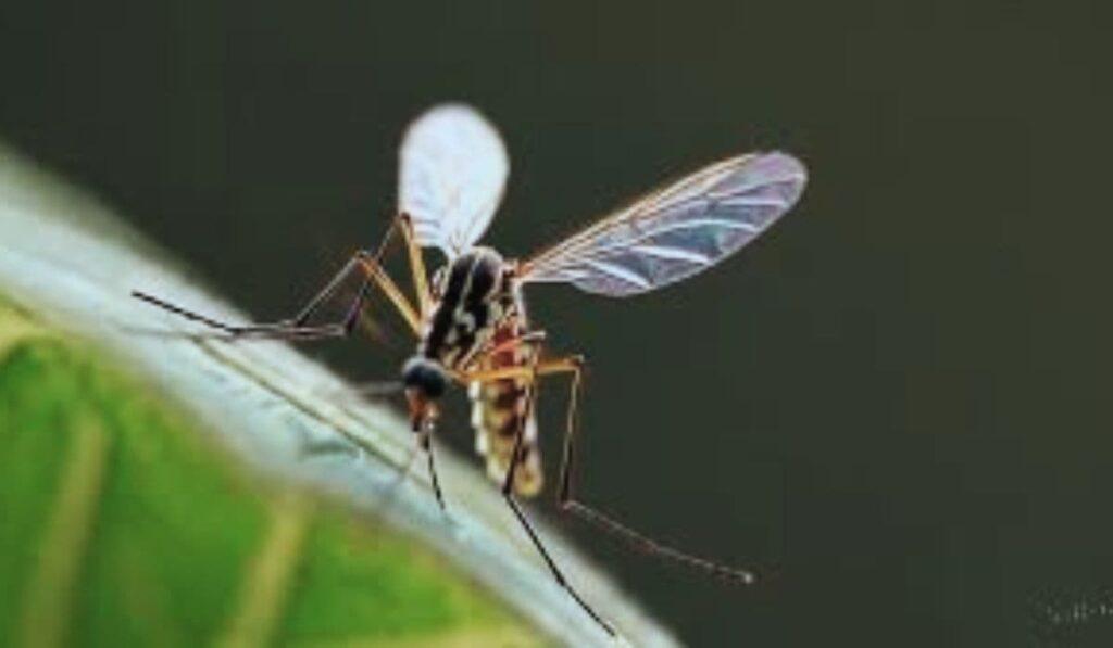 bambina-malaria-chioggia-padova