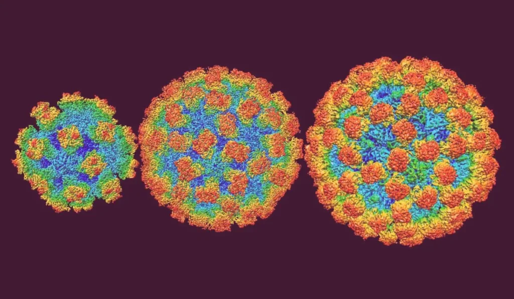 norovirus