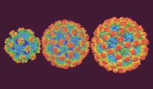 norovirus
