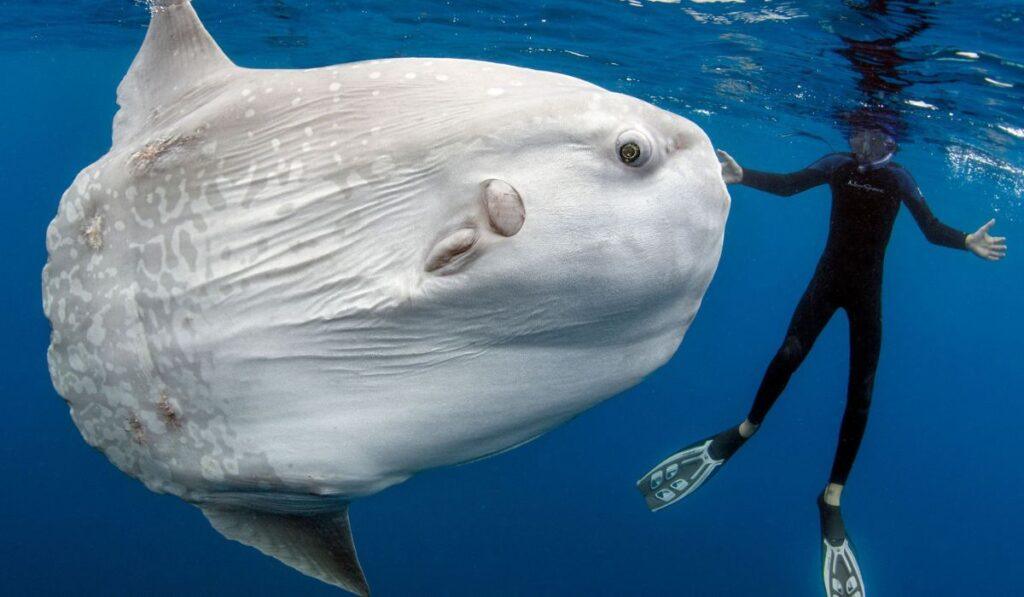 pesce luna