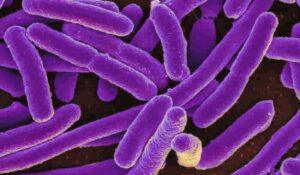 Allarme E. coli in Italia