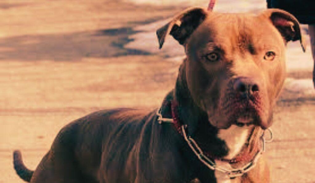 Amputazione dopo l’attacco del pitbull a Ischia