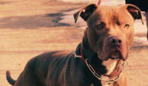 Amputazione dopo l’attacco del pitbull a Ischia