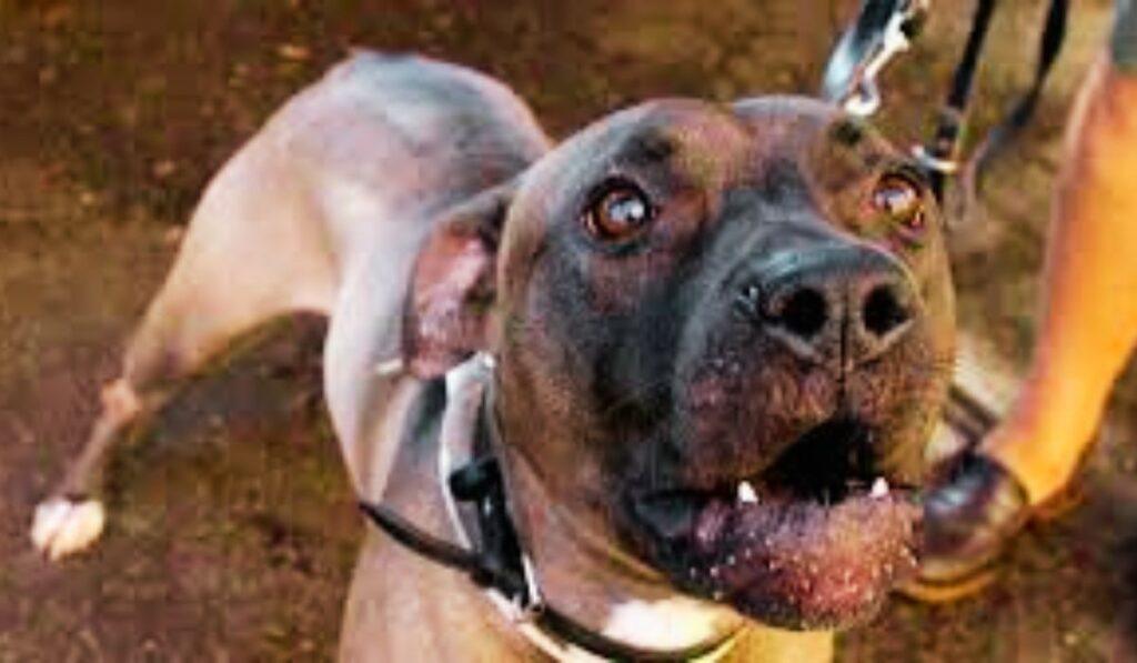 Pitbull