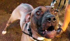 Pitbull