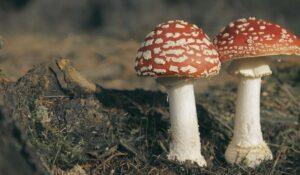 funghi