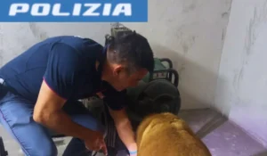 Materiale sequestrato dalla Polizia di Stato a Catania: cocaina e munizioni