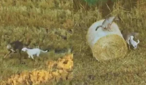 Ricercatori osservano interazione tra cane e branco di lupi
