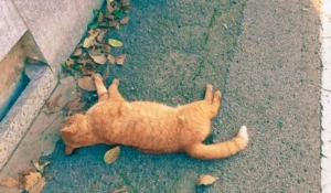 Intervento Anpana per gatto investito sull’asfalto a Salerno